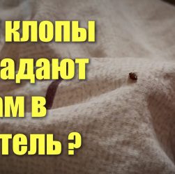 Как избавиться от клопов в квартире - советы и рекомендации